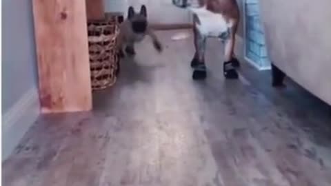 Funny Dogs in boots