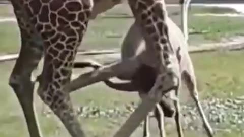Majestic Giraffe in Action | Best action animal