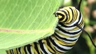 Caterpillar Munches on Milkweed