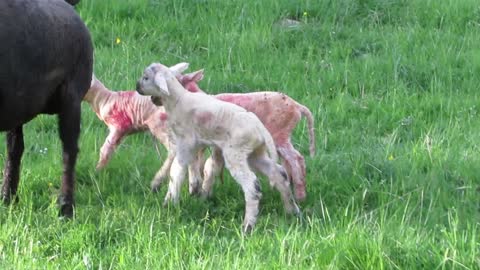 Black sheep gives birth to 3 white babies