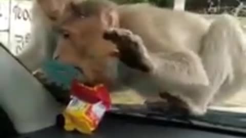 MONKIES TRYING HARD TO GET COOKIES FROM THE CAR