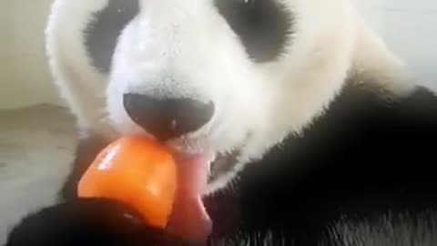 All You Need Is a Stick of Ice Cream, Right Panda?