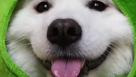 Cute puppy wearing green cloth