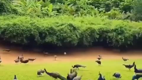 hungry peacocks are no match for nest of aggressive fire ants