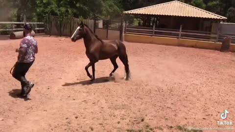horse dancing with the owner