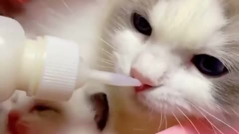 How cute cats baby drinking milk