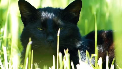 Black kittens meowing video ❤️| viral cats in the ground