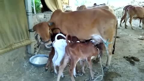 3 calf drinking milk from 1 cow