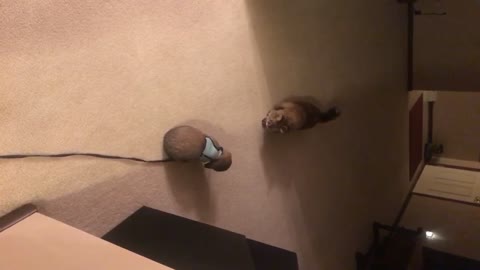 Cat nervous meeting Bunny for the first time