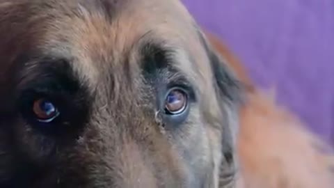 Dog who’s been chained up for 8 years is about to be petted for the first time