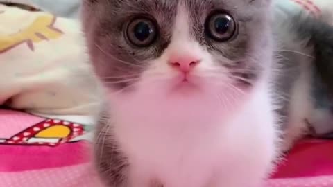 Fuzzy Little Furball Kitten To Brighten Up A Bad Day