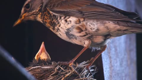 Hungry chicks in the nest