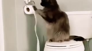 Play time in Bathroom Funny cat video😂😂😂 #shorts
