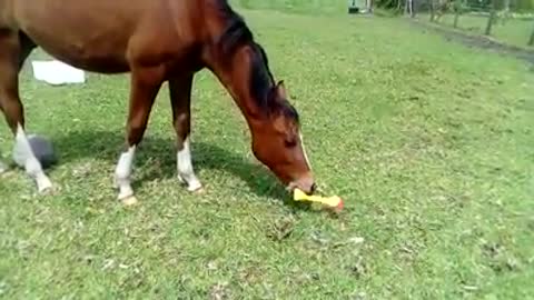 Horse Finds A Rubber Chicken. At 17 Seconds In, I Lost It