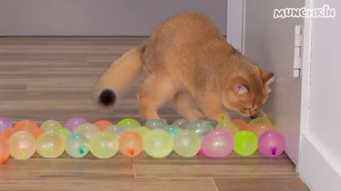 Can Cats 🐈Wallk On Water 💦 Balloon🎈 Floor.