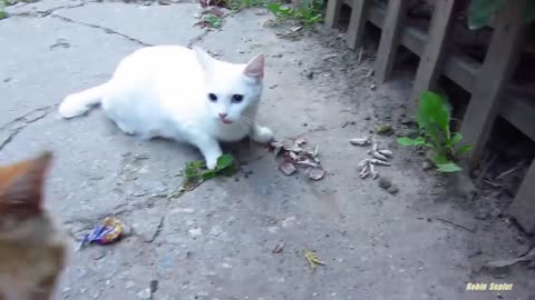 White cat very angry