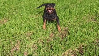 My rottweiler Dex!