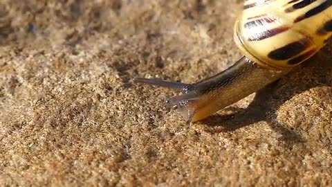 land snail pet | frevideo24