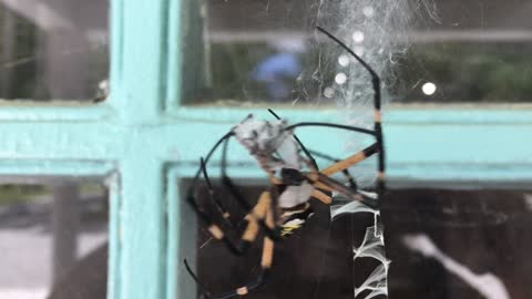 Enticing Mating Ritual Of Garden Spiders Captured On Camera