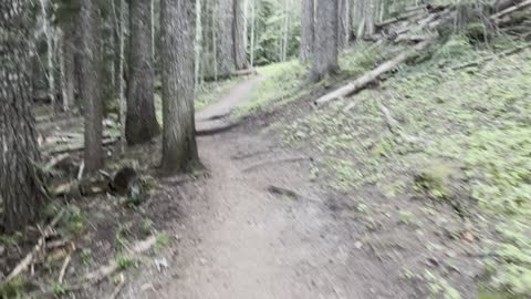 Just Getting Started on Tilly Jane Trail – Mount Hood – Oregon – 4K