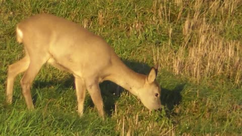 roe deer go to the field