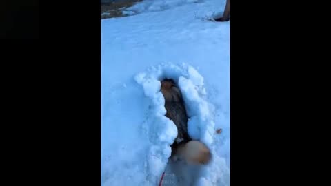 dog jump in snow