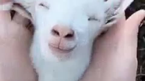 Cute goat 🐐 😍