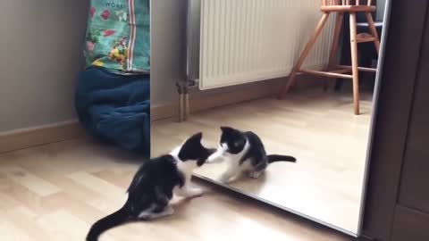 Funny Cat And mirror Video |Funny video|_2021