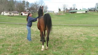 american saddlebred breeding stallion