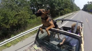 Dog Takes A Car Ride