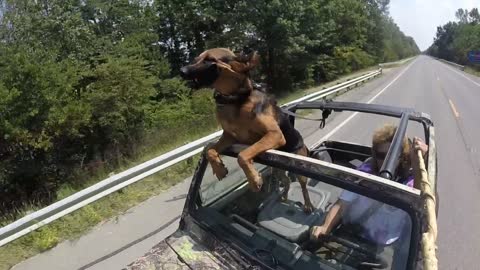 Dog Takes A Car Ride