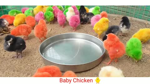 Cute Baby Chicken Drinking Water
