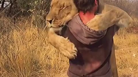 After seeing this everyone would like to adopt a lion