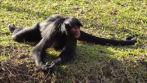 Spider Monkey Brazilian Fauna