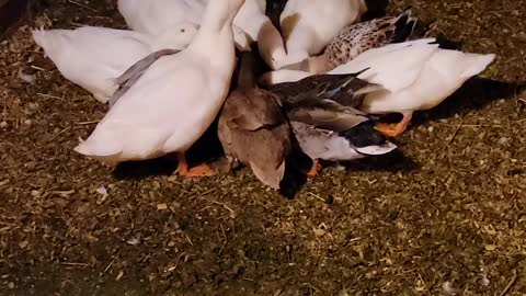 Ducks eating