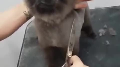 dog loves getting his hair cut.