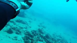 Diver Perform Wonderful Fishes Saves