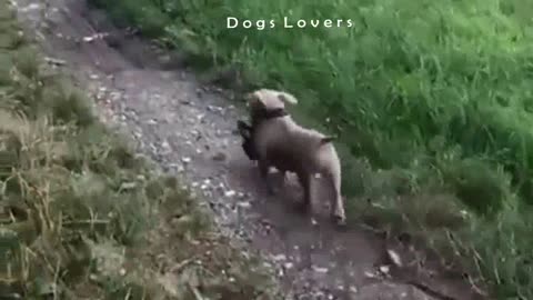 This Dog is Looking For His Mother In The Park.