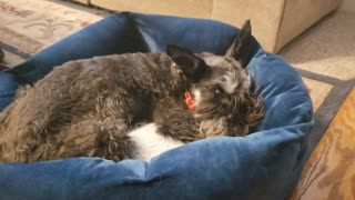 Miniature schnauzer big yawn