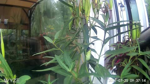 Monarch Caterpillar To Chrysalis Transformation