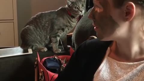 Cat Fails To Recognize Her Owner With Mud Mask On