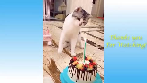 Cute ❤and 😂funny pets of all time #Try_Not_To_Laugh