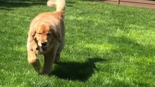 Golden Retriever Finds a Great Way to Cool Off