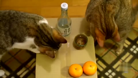 Cat dipping paw in water and drink!