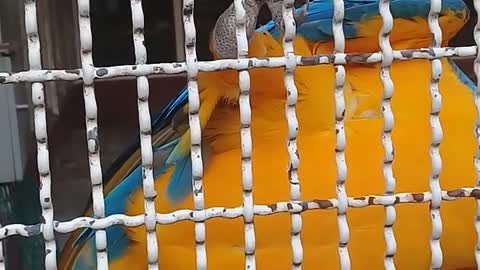 Angry Parrot Basis Cage