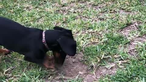 Dogy Looking For Something In the Ground
