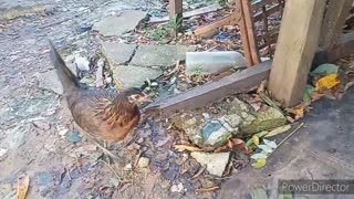 SURVIVAL CHICKEN AFTER TYPHOON ULYSSES