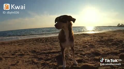 Love dog Beach