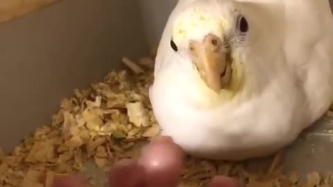 Female cockatiel enjoying her young and her owner playing with it