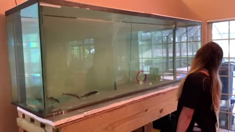 PET BABY DOLPHINS IN FRESHWATER HOME AQUARIUM 2019-2021